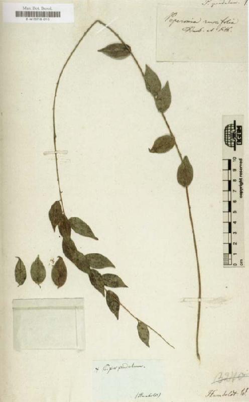 Alexander von Humboldt Herbarium oil painting image